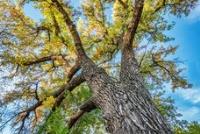 Cedar City Tree Service image 1