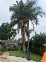 Rancho Tree Care image 4