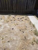 Dirty Jobs Dog Waste Removal image 9