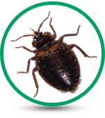 Ace Pest Control image 5