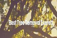 Best Tree Service Everett image 6
