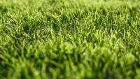 Central Turf Co.® Artificial Grass Dallas image 3
