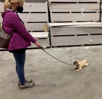 All About Dogs Obedience Training image 3