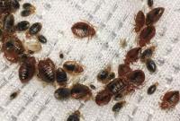 A1 Bed Bug Exterminator Davenport image 2