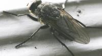 A1 Bed Bug Exterminator Davenport image 4