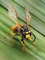 A1 Bed Bug Exterminator Davenport image 8