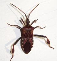 A1 Bed Bug Exterminator Davenport image 7