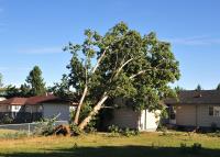 Top Tree Service Harrisonburg image 7