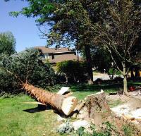 Top Tree Service Harrisonburg image 6