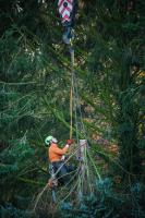 Elgin Tree Service image 1