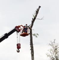 Elgin Tree Service image 7