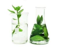 Chlorophyll Water image 12