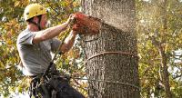 Tree Service and Pruning image 4