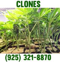 Fresh and healthy Runtz Clones in San Jose image 1