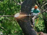 Tree Service Guys image 2