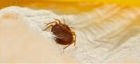 Bronx Pest Control | 24 Hours Exterminators Last image 2