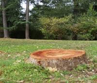 Cedar Rapids Tree Removal Services image 2