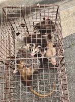 All City Animal Trapping image 7