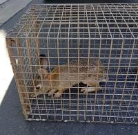 All City Animal Trapping image 9