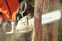 Tree Service Bradenton Pro image 4