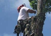 All American Tree Service Asheville NC image 4