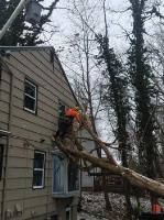 Brongo's Tree Service, LLC image 3