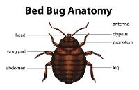 A1 Bed Bug Exterminator Cedar Rapids image 2