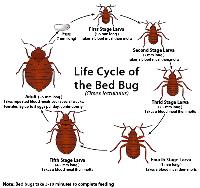 A1 Bed Bug Exterminator Cedar Rapids image 6