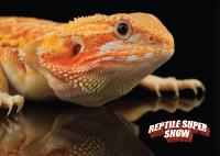 Reptile Super Show image 2
