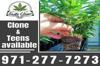 Fresh and Healthy Clones In SACRAMENTO image 1