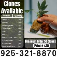 Fresh and Beauty Clones image 1
