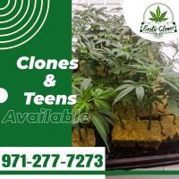 Fresh and Healthy Clones In SACRAMENTO image 1