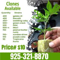 Healthy Clone available in San Jose image 1