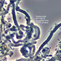 Ryan Hennessy Wastewater Microbiology image 5