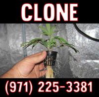Top 10 Tips To Grow Your CLONE image 1