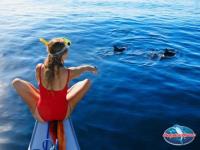 Dolphin Quest image 3