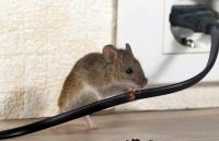 Long Beach Pest Control Solutions image 1