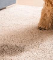 SaniClean Dry Carpet Cleaning image 7