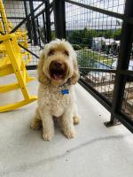 Austin Canine Rehab & Wellness image 4