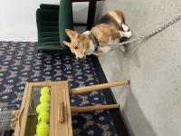 Austin Canine Rehab & Wellness image 2