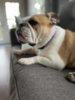 Austin Canine Rehab & Wellness image 3