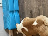 Austin Canine Rehab & Wellness image 6