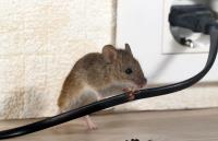 Olympia Pest Control Solutions image 3