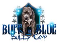 Buff N Blue Bullies image 1