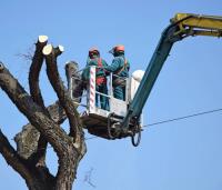 San Diego Tree Removal Services image 3