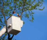 San Diego Tree Removal Services image 4