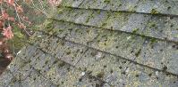 Roof Cleaning Grand Rapids image 7