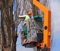 Springfield Tree Trimming & Removal Service image 3
