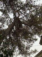 Crown Tree Service Longview image 5