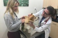 WellCare Veterinary Services image 1